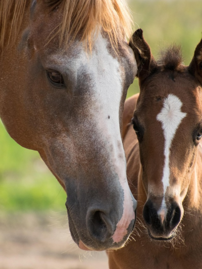 Horse Breeding Farms