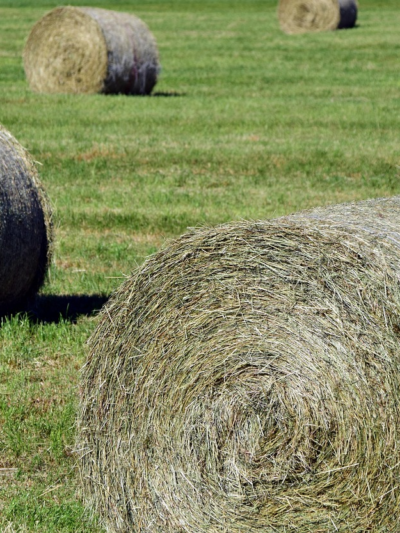 Feed, Hay & Farm Supply
