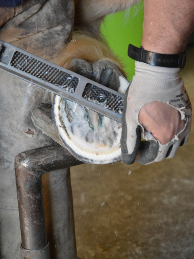 Horse Care & Wellness