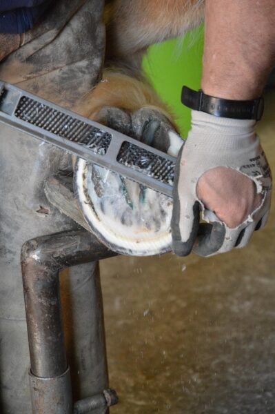 Horse Care & Wellness Sample Listing