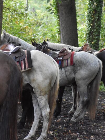 Trail Rides & Ride Days