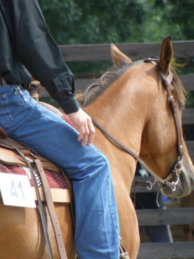Competitions & Shows